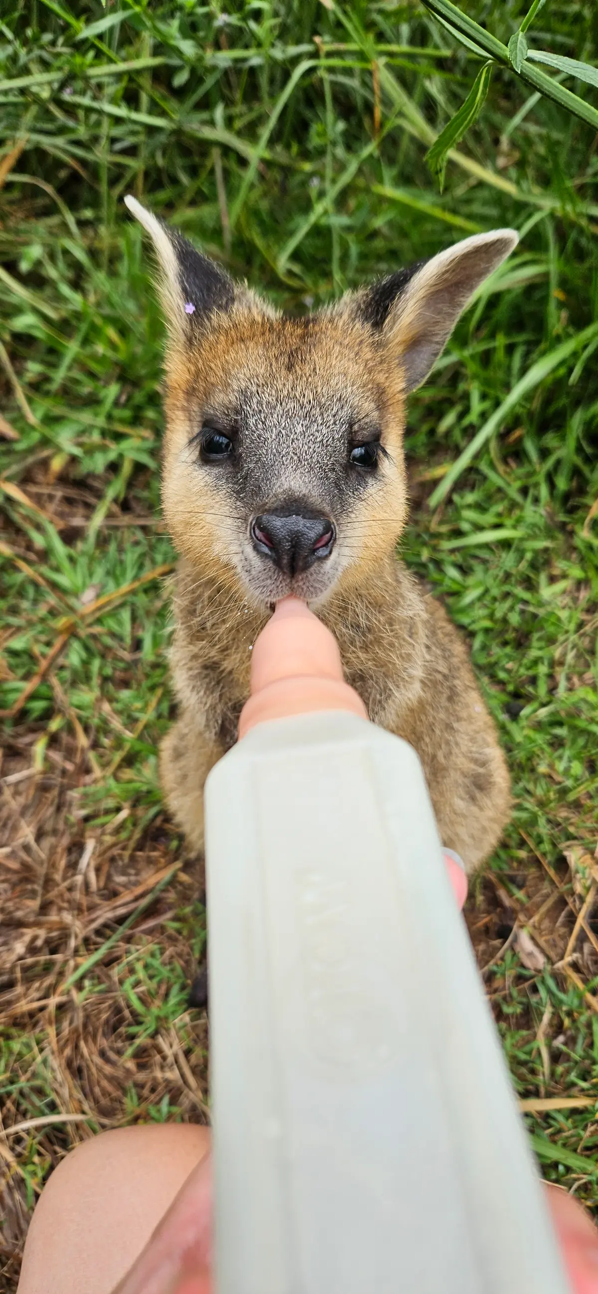 Native Wildlife in Rehabilitation